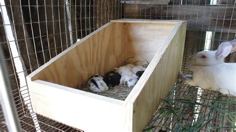 rabbit nest box